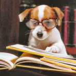 dog_studying